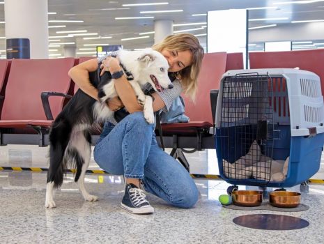 Regras gerais para transporte de pets em voos