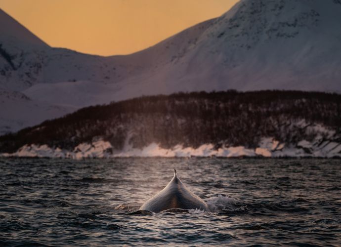 observacoes importantes