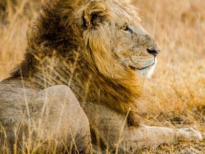 Africa do Sul: Do veld ao vinho