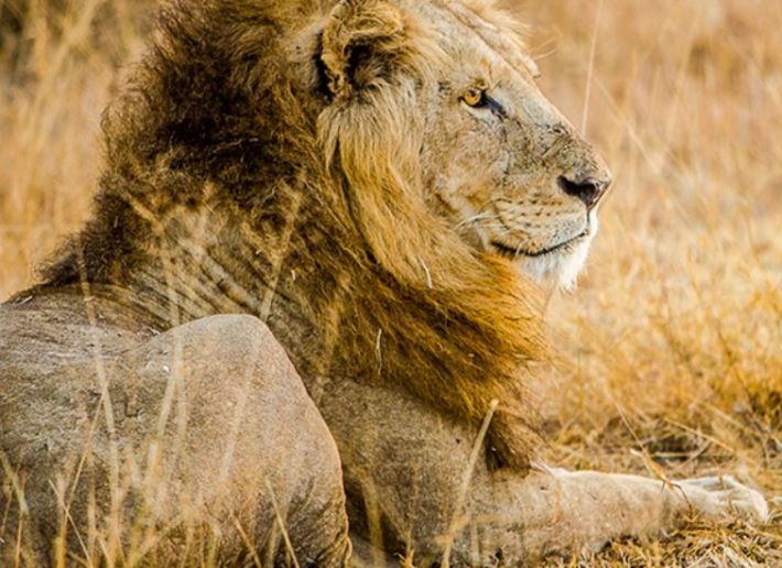 Africa do Sul: Do veld ao vinho