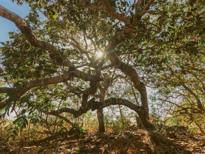 Cerrado Brasileiro - O mundo mágico de Guimarães Rosa Cerrado Brasileiro - O mundo mágico de Guimarães Rosa