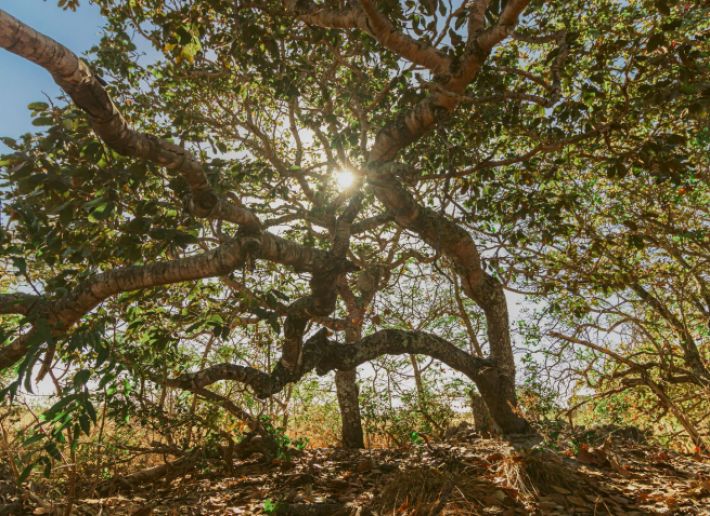 Cerrado Brasileiro - O mundo mágico de Guimarães Rosa