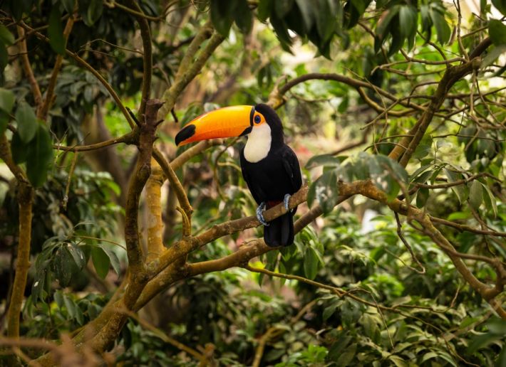 Grand Amazon Expedition