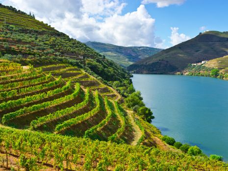 As Vinícolas de Portugal: encante-se com essa experiência
