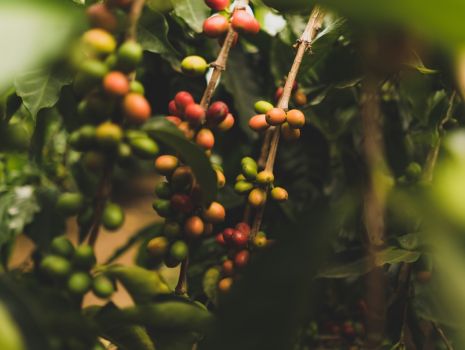 Conheça as 5 rotas de café do Brasil
